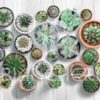 TAPPETO EMOZIONI CACTUS ANTISCIVOLO - immagine 2